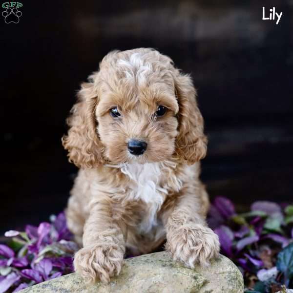 Lily, Cockapoo Puppy