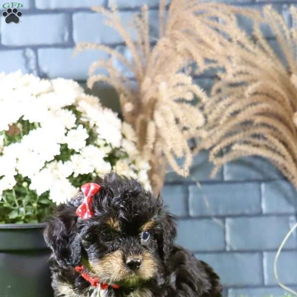 Rylan, Cavachon Puppy