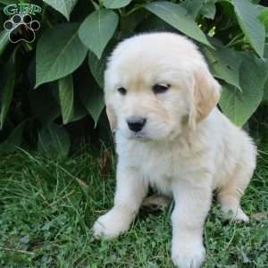 Tulip, Golden Retriever Puppy