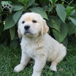 Tulip, Golden Retriever Puppy