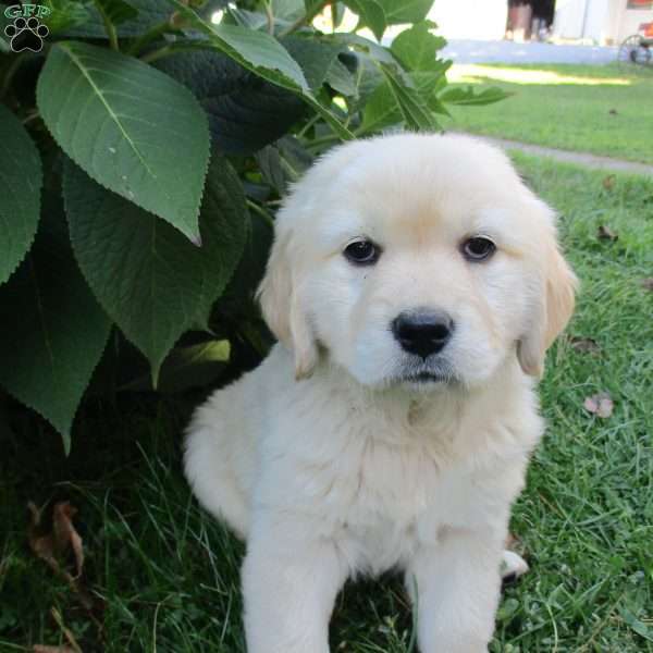 Tulip, Golden Retriever Puppy