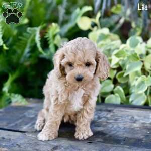 Lila, Cockapoo Puppy