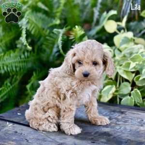 Lila, Cockapoo Puppy