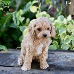 Lila, Cockapoo Puppy