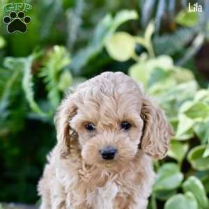 Lila, Cockapoo Puppy