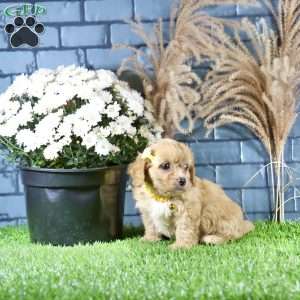 Riley, Cavachon Puppy