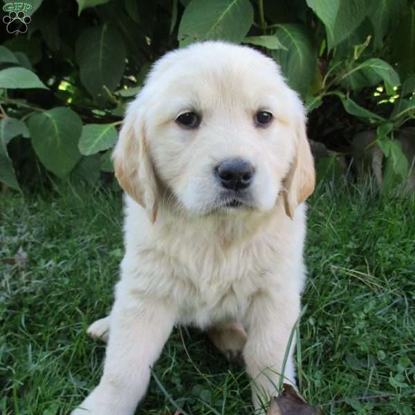 Twinkle, Golden Retriever Puppy