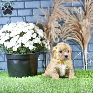 Riley, Cavachon Puppy