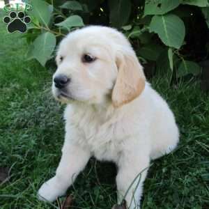 Twinkle, Golden Retriever Puppy