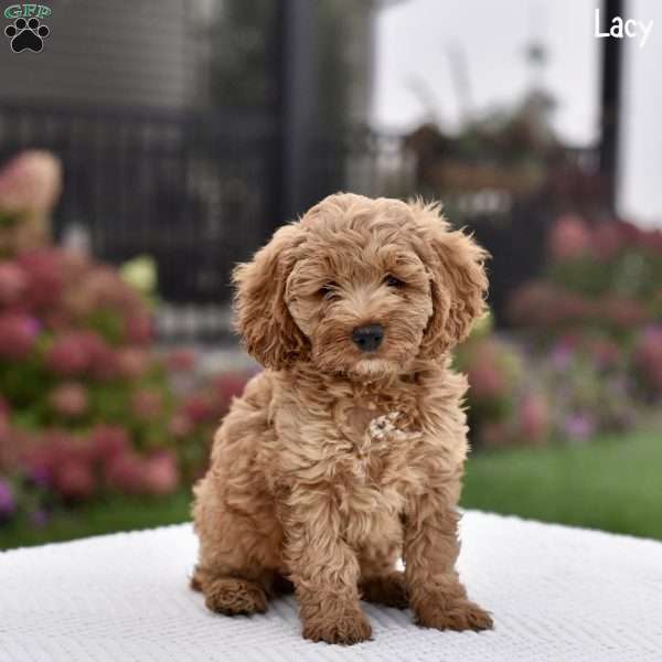 Lacey, Cockapoo Puppy