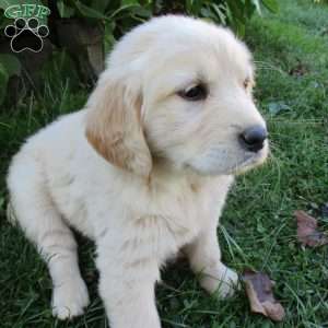 Twinkle, Golden Retriever Puppy