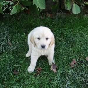 Twinkle, Golden Retriever Puppy