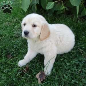 Twinkle, Golden Retriever Puppy