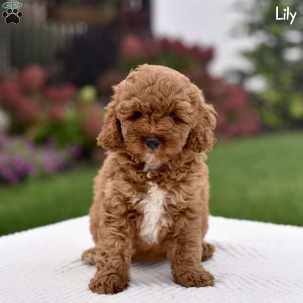 Lily, Cockapoo Puppy