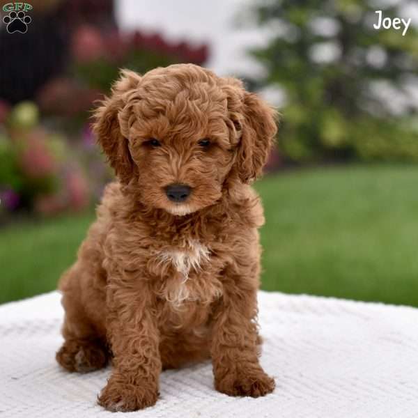 Joey, Cockapoo Puppy