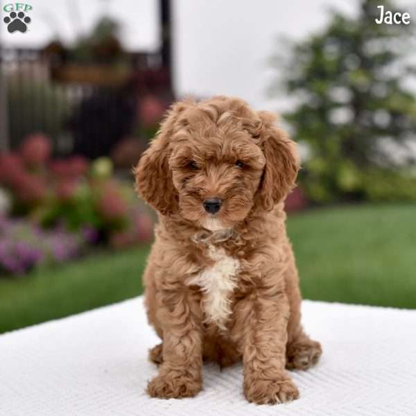 Jace, Cockapoo Puppy