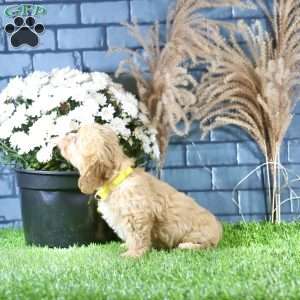 Riley, Cavachon Puppy