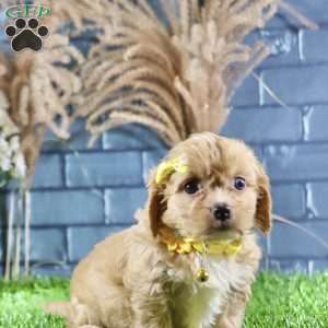 Riley, Cavachon Puppy