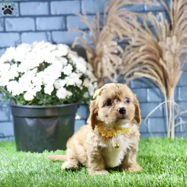 Riley, Cavachon Puppy