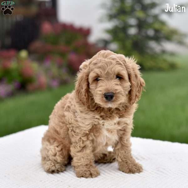 Julian, Cockapoo Puppy