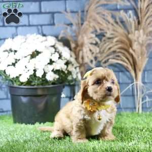 Riley, Cavachon Puppy