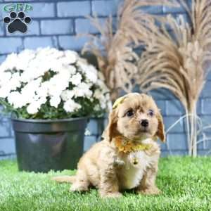 Riley, Cavachon Puppy