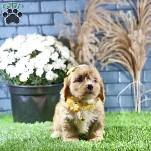 Riley, Cavachon Puppy