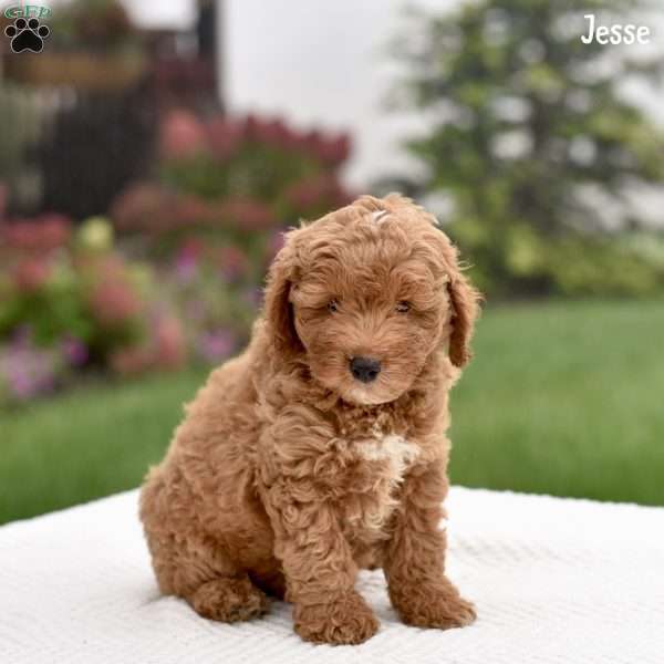 Jesse, Cockapoo Puppy