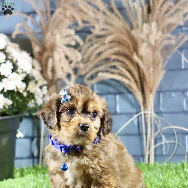 Rhett, Cavachon Puppy