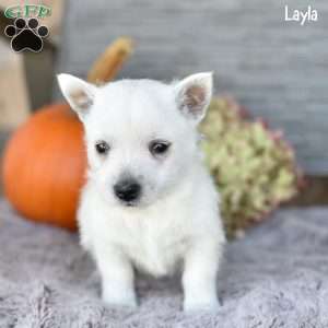 Layla, West Highland Terrier Puppy