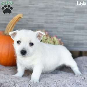 Layla, West Highland Terrier Puppy