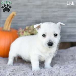 Layla, West Highland Terrier Puppy