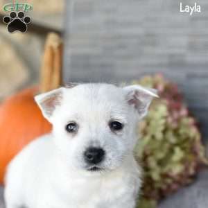 Layla, West Highland Terrier Puppy