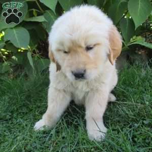 Thunder, Golden Retriever Puppy