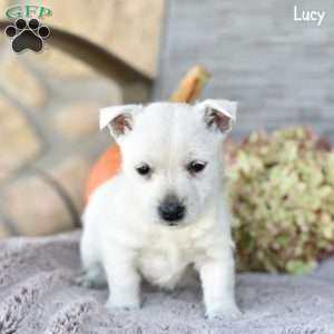 Lucy, West Highland Terrier Puppy