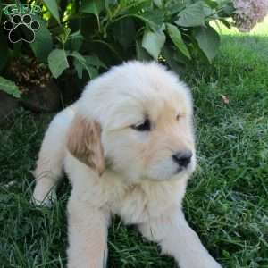 Thunder, Golden Retriever Puppy