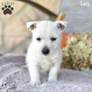 Lucy, West Highland Terrier Puppy