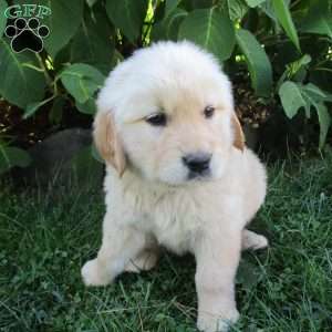 Thunder, Golden Retriever Puppy