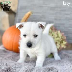 Lucy, West Highland Terrier Puppy