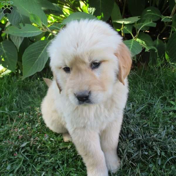 Thunder, Golden Retriever Puppy