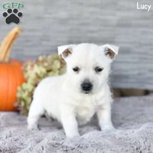 Lucy, West Highland Terrier Puppy