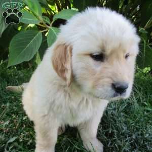 Thunder, Golden Retriever Puppy