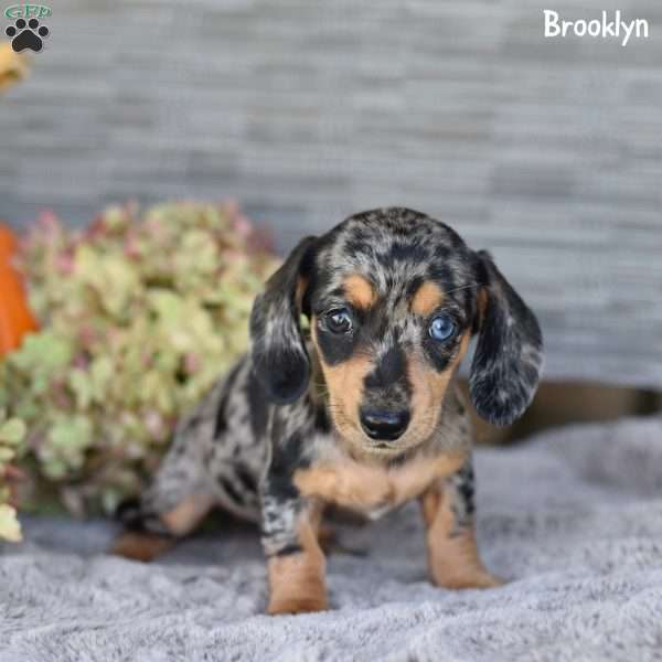 Brooklyn, Dachshund Puppy