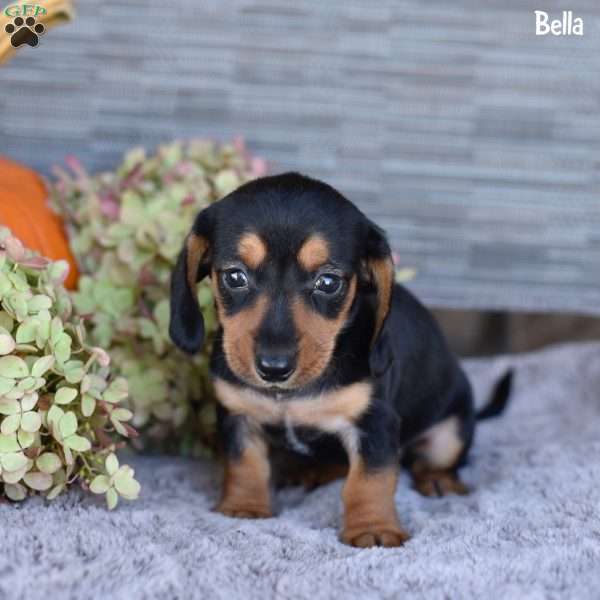 Bella, Dachshund Puppy