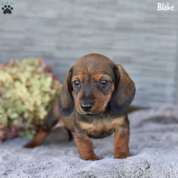 Blake, Dachshund Puppy