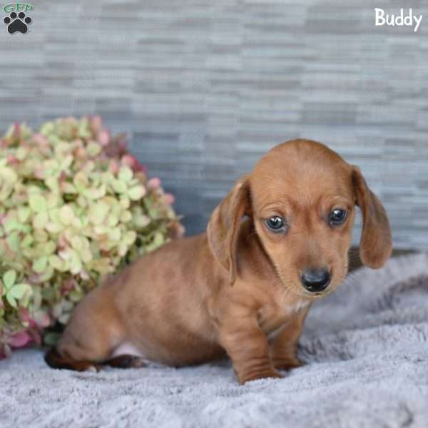 Buddy, Dachshund Puppy