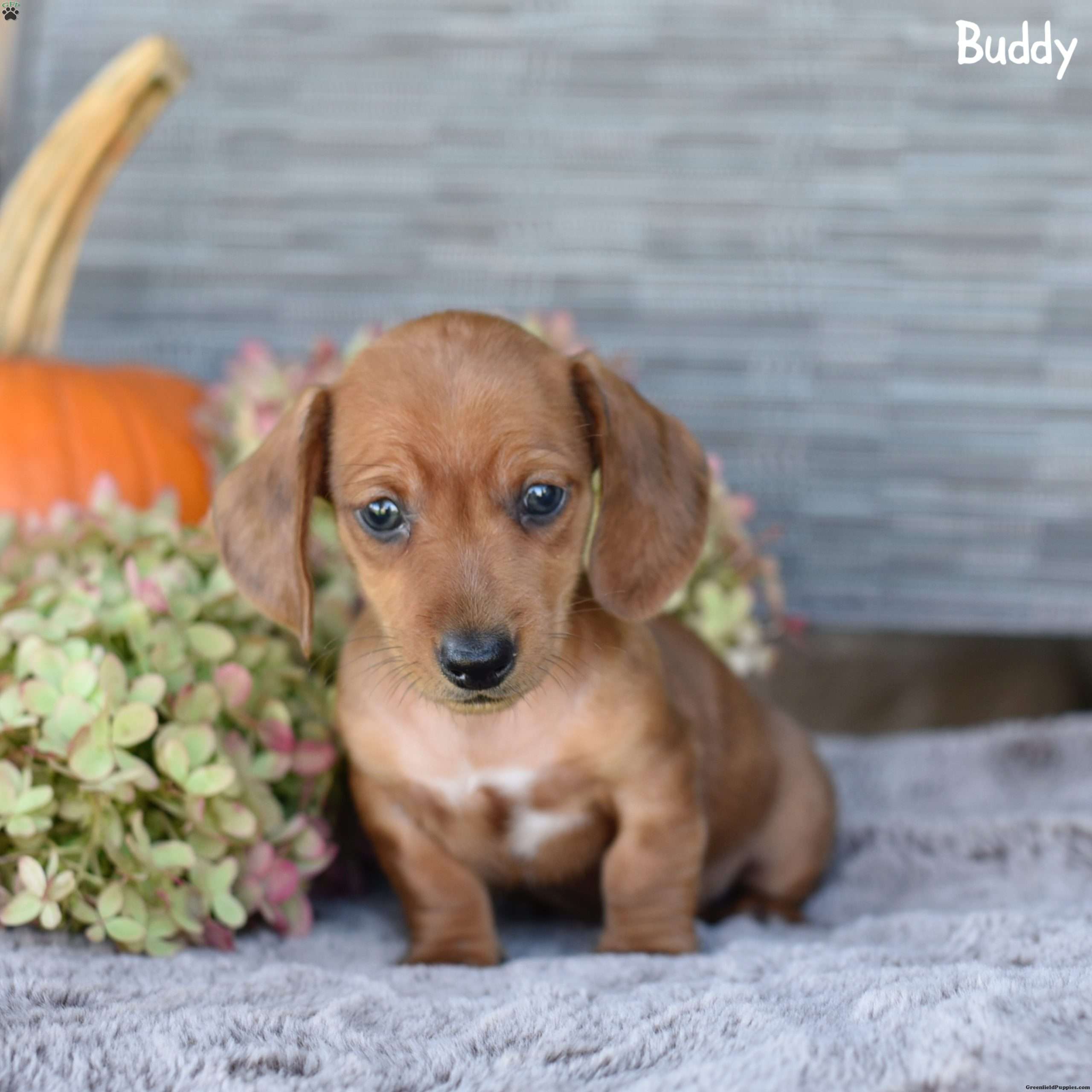 Buddy Dachshund Puppy For Sale in Pennsylvania