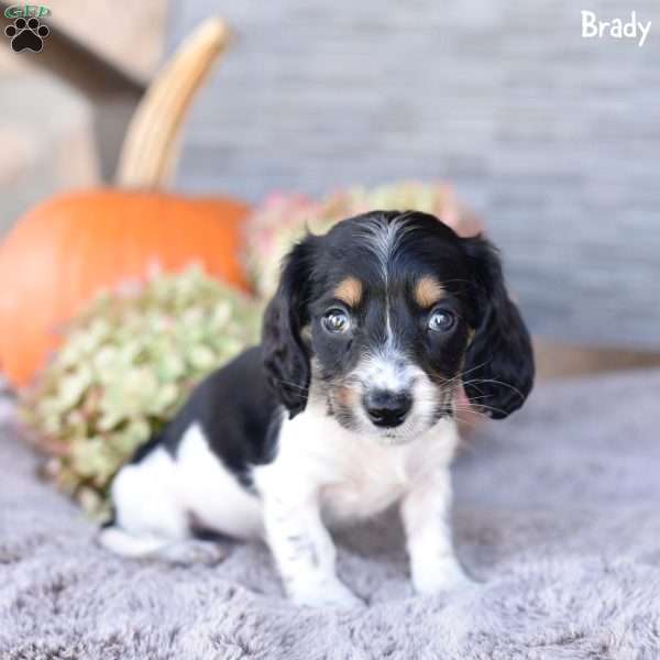 Brady, Dachshund Puppy