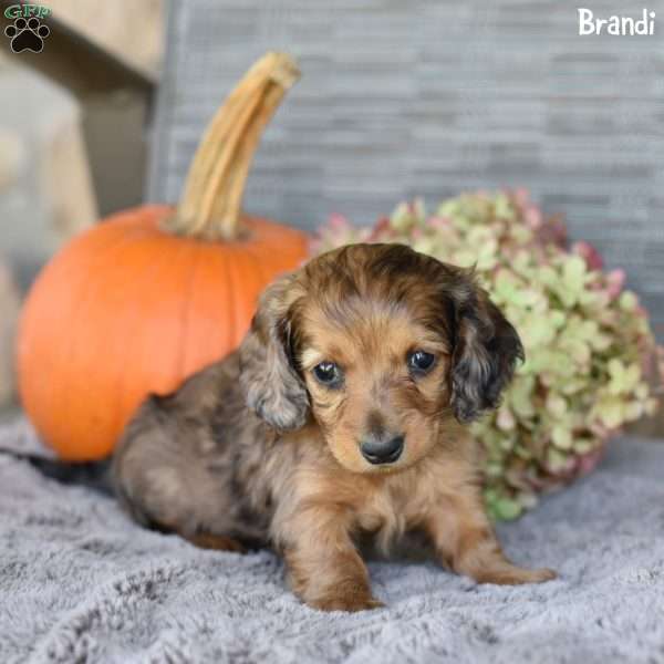 Brandi, Dachshund Puppy