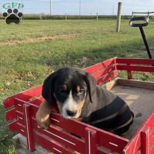 Jackie, Greater Swiss Mountain Dog Puppy